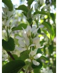Amelanchier alnifolia во время весеннего цветения